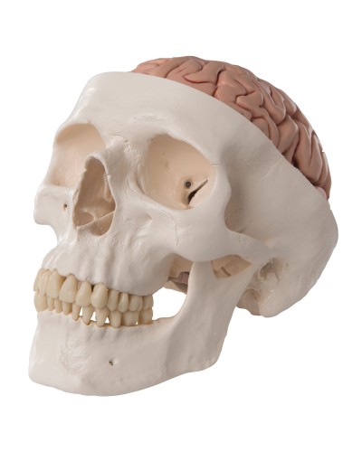 Classic Human Skull Model with 5 part Brain